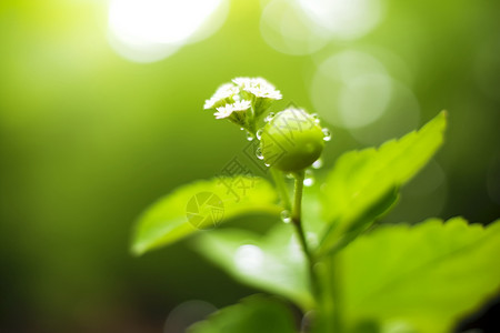 大自然植物图片