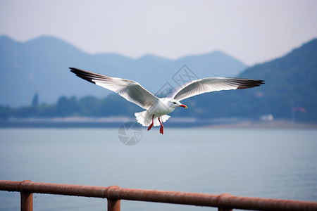 海边栏杆海边飞翔的海鸥背景