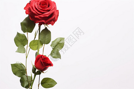 绽放的植物玫瑰图片
