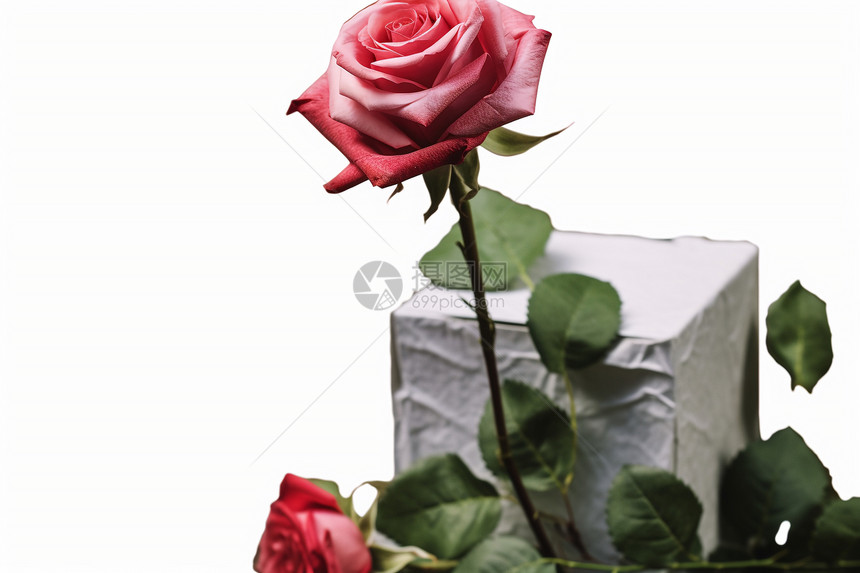 浪漫的植物玫瑰图片