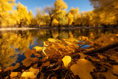 秋天树木的落叶背景图片