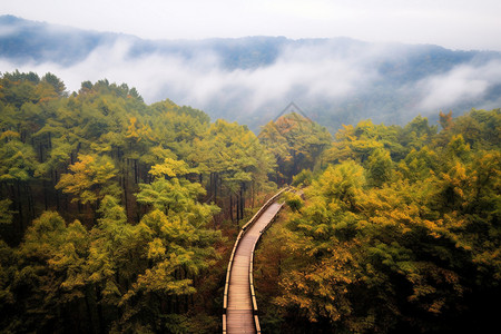 狭窄的道路和树木图片