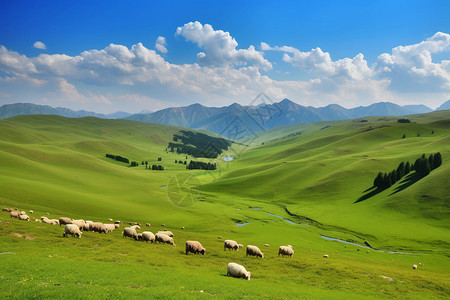 羊和草地草原上放牧的羊背景
