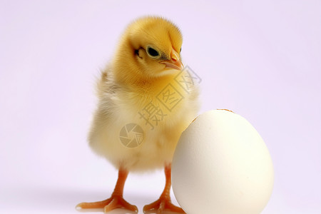 蛋壳和小鸡背景图片