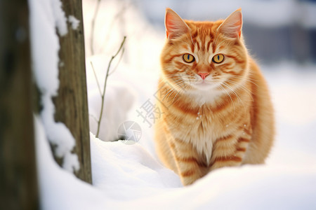 雪地上的动物猫咪图片