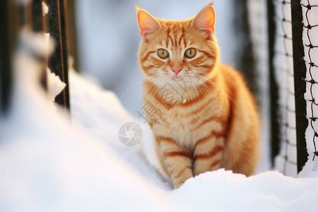 雪地里的可爱猫咪图片