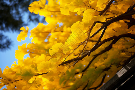秋季的银杏树叶背景图片