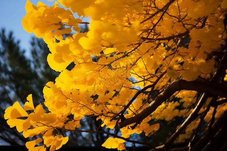 秋季发黄的银杏树叶图片