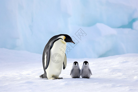 雪动物户外企鹅背景背景