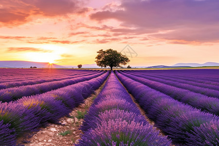 紫色美丽的薰衣草田园图片