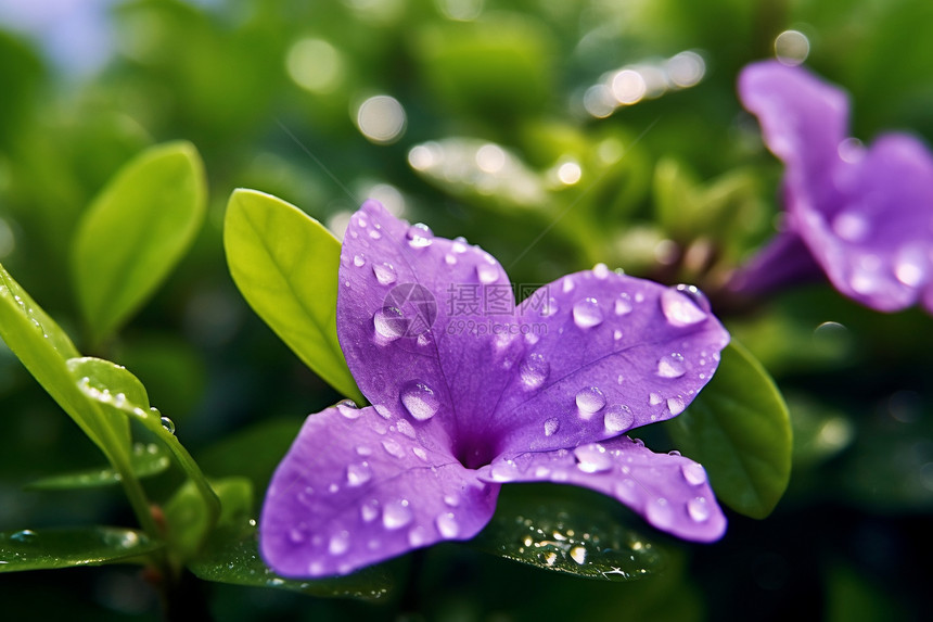 紫色花朵上的露珠图片