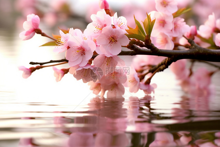 河面上美丽的桃花图片