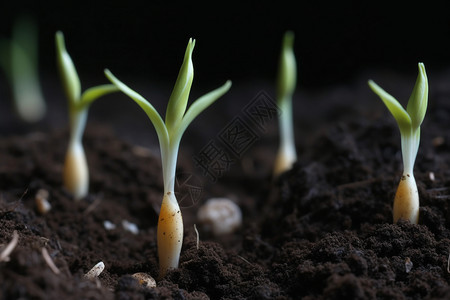 土壤里发芽的芽高清图片