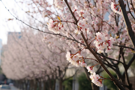 落英缤纷的樱花图片