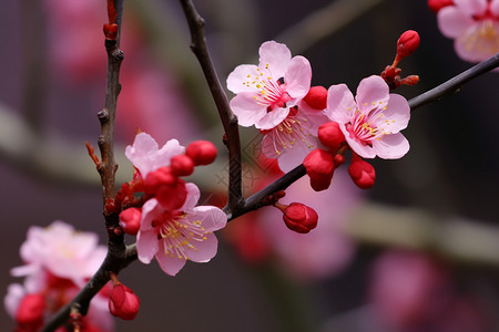 冷艳的梅花图片