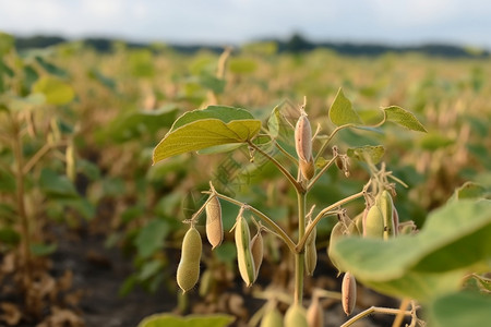 田间成熟的大豆植物图片