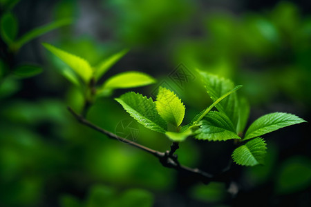 好看的植物背景图片