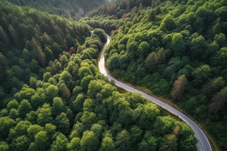 震撼的森林景观高清图片