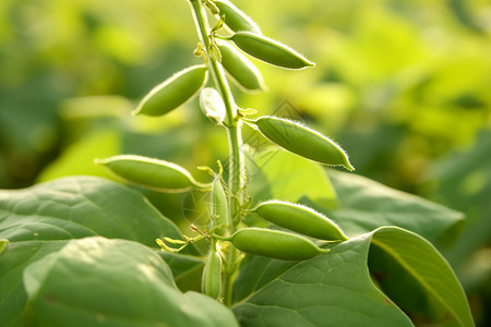 生长的植物图片