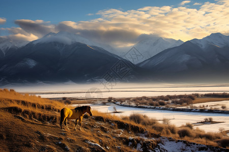 雪域高原的马背景图片