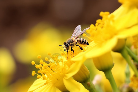 春天蜜蜂在花朵上采蜜图片