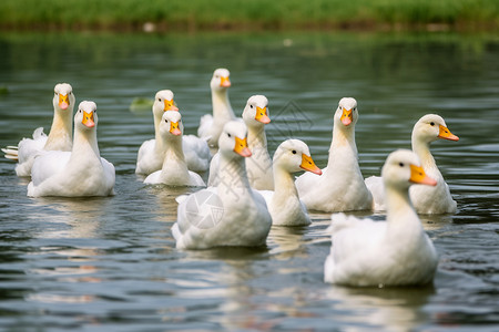 鸭游泳自然环境中的鸭子群背景