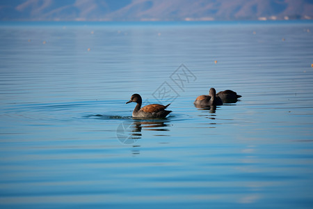 湖里的游泳的鸭子图片
