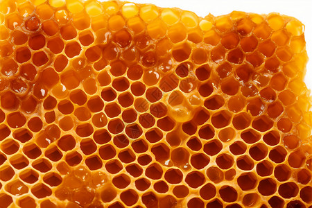 蜂巢上甜甜的蜂蜜背景图片