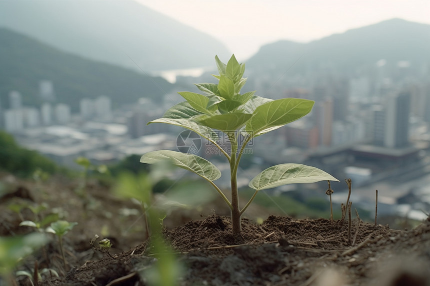 土墩上的一棵小草图片