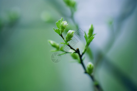 春日的嫩芽背景图片