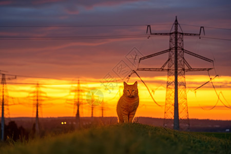 野外的猫咪图片