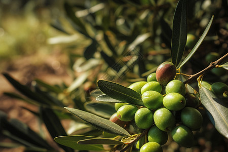 青涩的橄榄橄榄收获高清图片