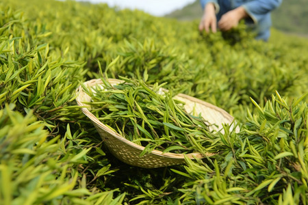 新选择新采摘的茶叶背景