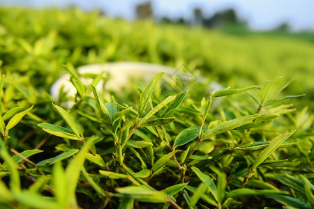 绿茶风景茶园里的茶叶背景