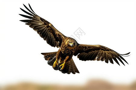 荒野飞行的老鹰图片