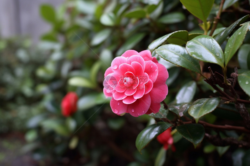 美丽的山茶花图片