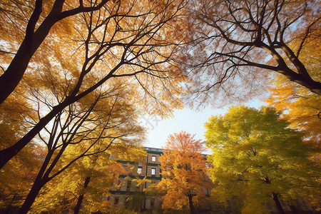 秋天的校园背景图片