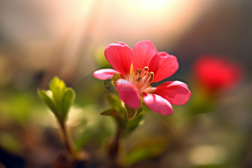 春天大自然的小花图片