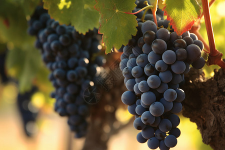 葡萄园种植的葡萄背景图片