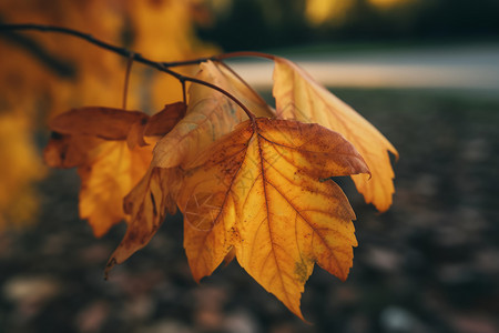 秋天树上的叶子背景图片