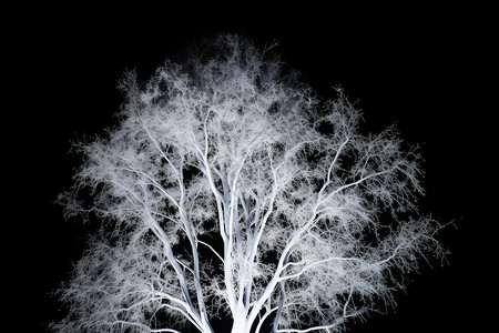 超自然夜晚被强光照射的树插画