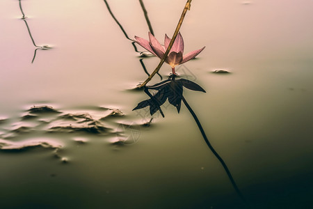 池塘里的残花高清图片