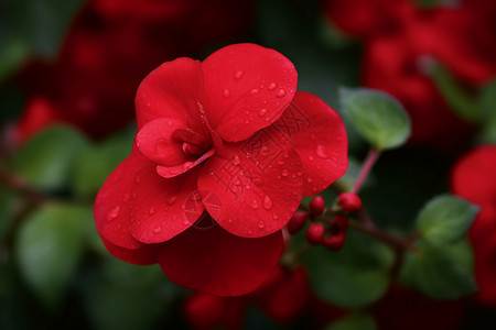 红色的美丽花朵图片
