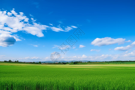 美丽的自然草原风景图片