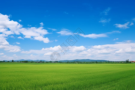 绿色的自然草原背景图片
