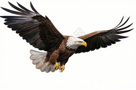 动物翅膀素材野生动物老鹰插画