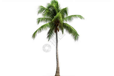 果树枝叶热带的椰子树木背景