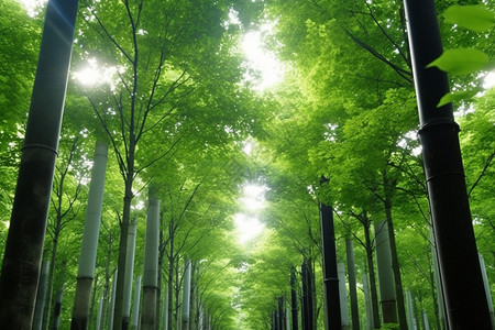 绿色高大的树木图片