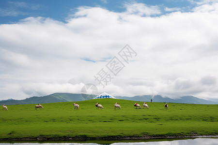 草原上的牧羊生活图片
