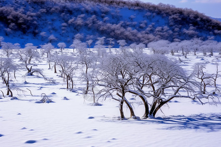 冬季果树冬天果园里的果树背景